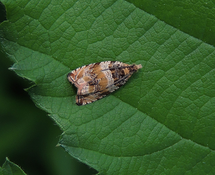 Celypha flavipalpana Tortricidae